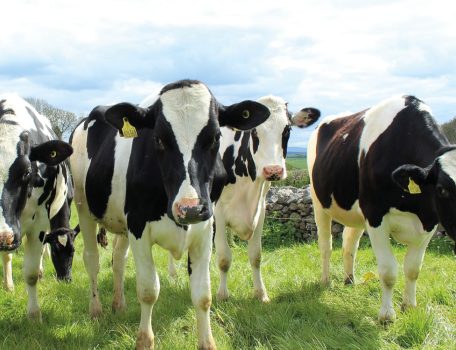 Image of black and white cows in a field for the Milk Prices Blog